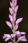 Racemed milkwort